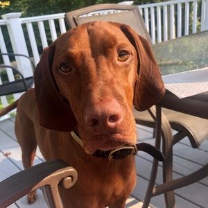 Meet your Posher, Oliver